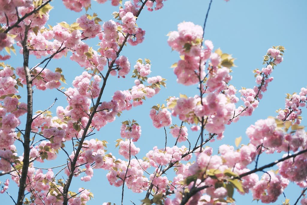 Close-up of Cherry Blossoms