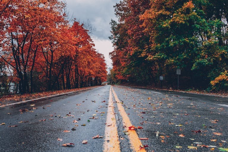 Concrete Road Between fall foliage Trees