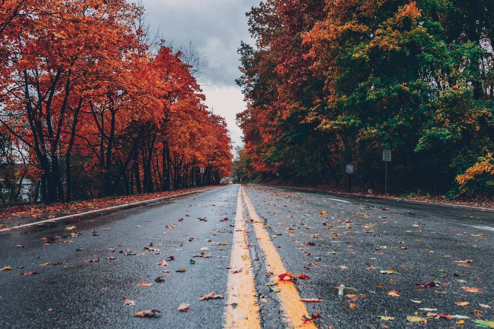 Concrete Road Between fall foliage Trees